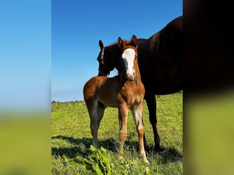 American Quarter Horse Stallion  14,3 hh Chestnut-Red in Starnmeer