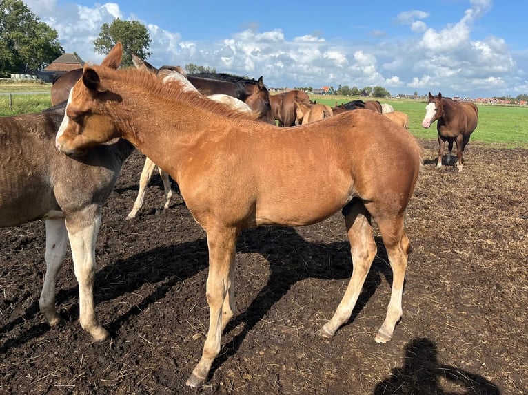 American Quarter Horse Stallion  14,3 hh Chestnut-Red in Starnmeer