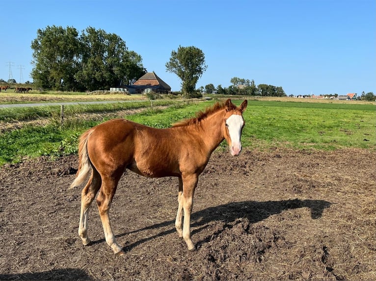 American Quarter Horse Stallion  14,3 hh Chestnut-Red in Starnmeer