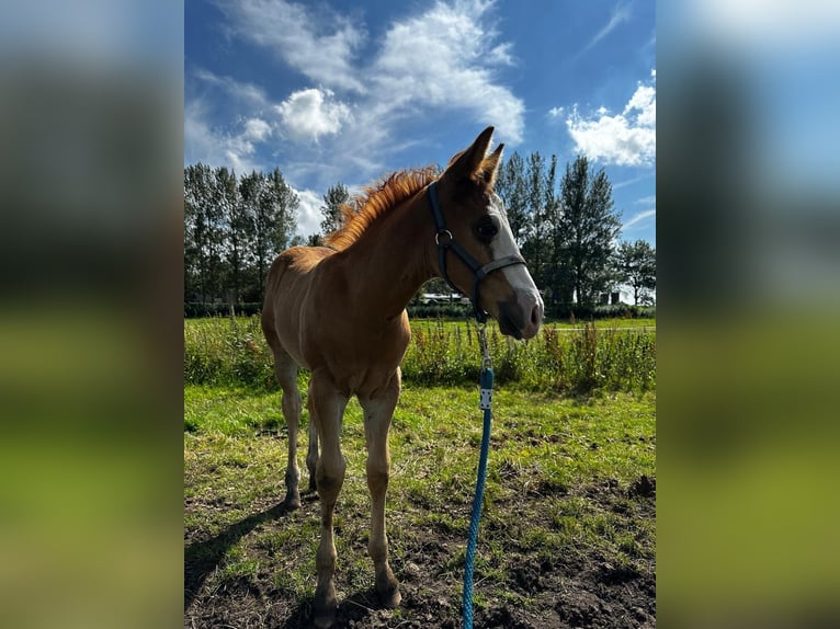 American Quarter Horse Stallion  14,3 hh Chestnut-Red in Starnmeer