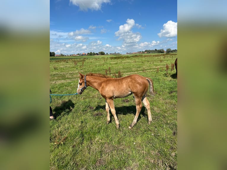 American Quarter Horse Stallion  14,3 hh Chestnut-Red in Starnmeer