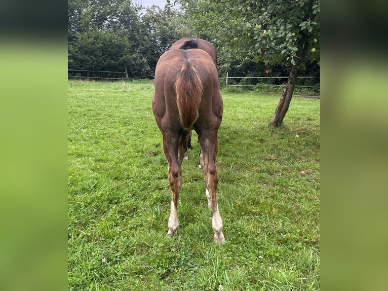 American Quarter Horse Stallion Foal (04/2024) 14,3 hh Chestnut in Düsseldorf