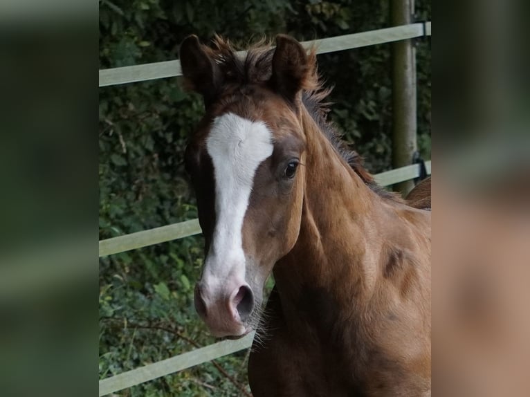 American Quarter Horse Stallion Foal (04/2024) 14,3 hh Chestnut in Düsseldorf