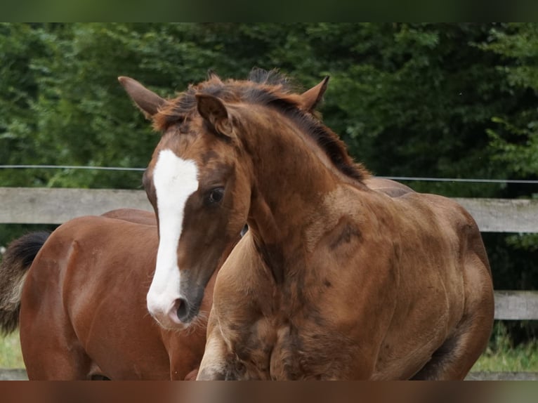 American Quarter Horse Stallion Foal (04/2024) 14,3 hh Chestnut in Düsseldorf