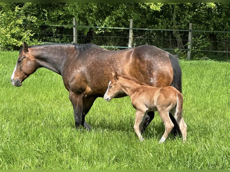 American Quarter Horse Stallion Foal (04/2024) 14,3 hh Chestnut in Düsseldorf