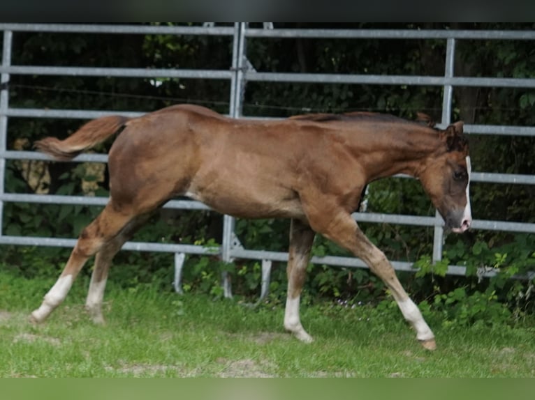 American Quarter Horse Stallion Foal (04/2024) 14,3 hh Chestnut in Düsseldorf