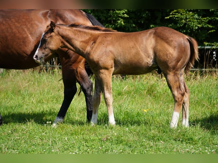 American Quarter Horse Stallion Foal (04/2024) 14,3 hh Chestnut in Düsseldorf