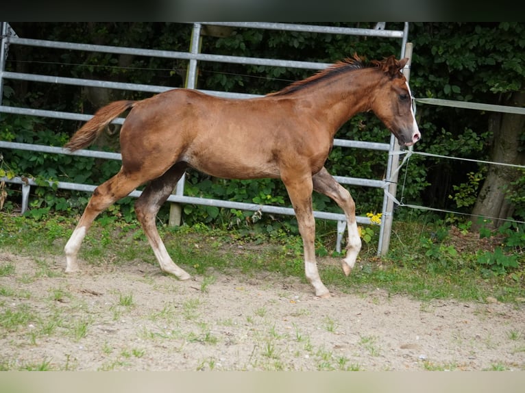 American Quarter Horse Stallion Foal (04/2024) 14,3 hh Chestnut in Düsseldorf