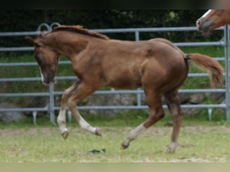 American Quarter Horse Stallion Foal (04/2024) 14,3 hh Chestnut in Düsseldorf