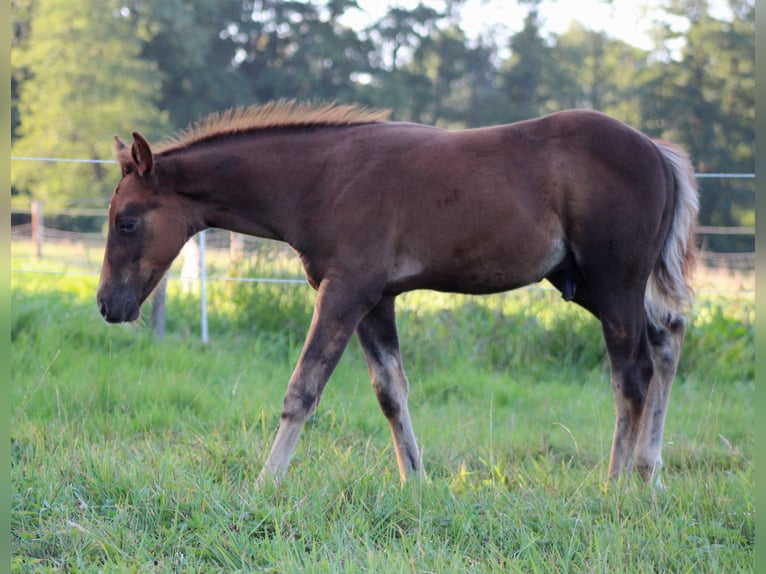 American Quarter Horse Stallion Foal (06/2026) 14.3 hh Chestnut in Stade