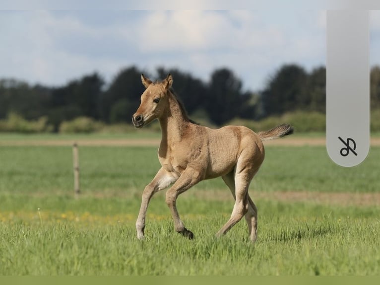 American Quarter Horse Stallion Foal (04/2024) 14,3 hh Dun in Neustadt am Rübenberge