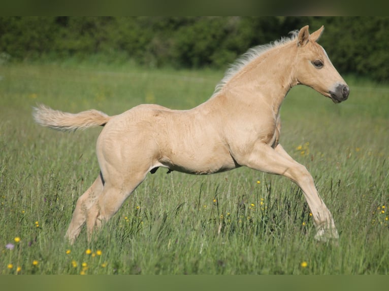 American Quarter Horse Stallion Foal (04/2026) 14.3 hh Palomino in Haigerloch