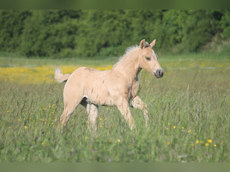 American Quarter Horse Stallion Foal (04/2026) 14.3 hh Palomino in Haigerloch