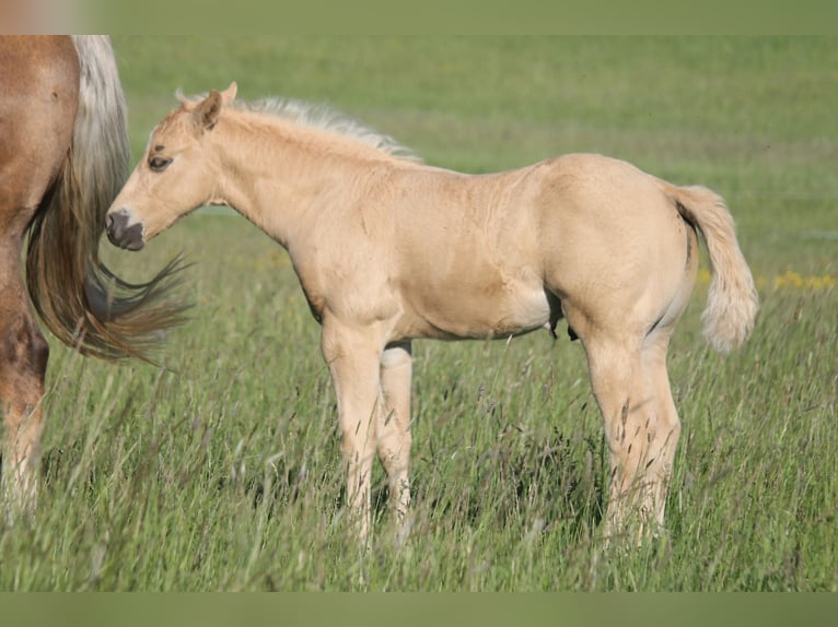 American Quarter Horse Stallion Foal (04/2026) 14.3 hh Palomino in Haigerloch