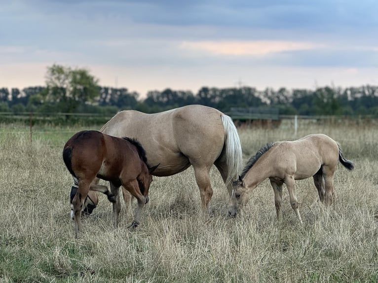 American Quarter Horse Stallion Foal (05/2024) 14,3 hh Palomino in Königswartha