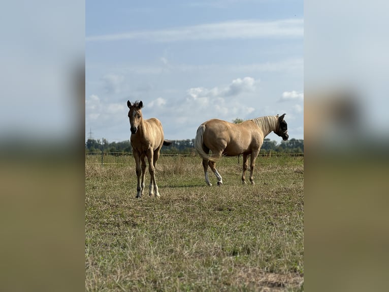 American Quarter Horse Stallion Foal (05/2024) 14,3 hh Palomino in Königswartha