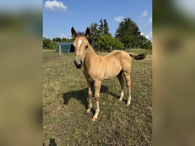 American Quarter Horse Stallion Foal (05/2024) 14,3 hh Palomino in Königswartha