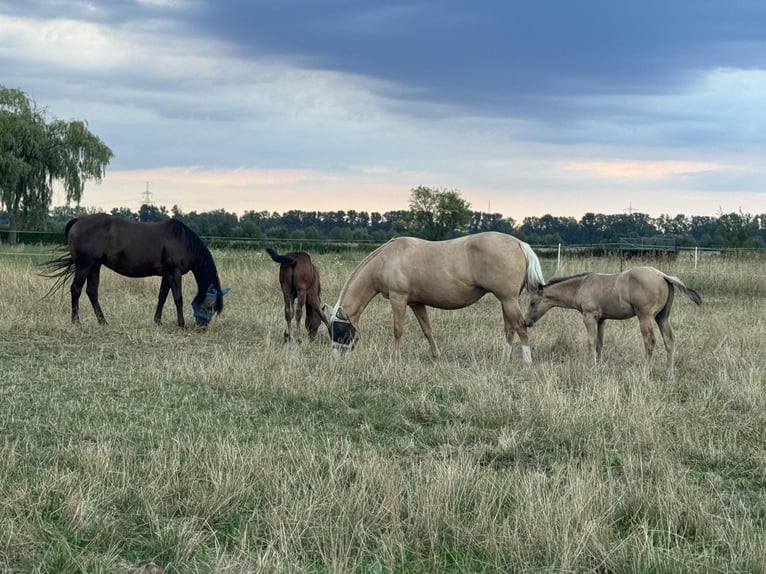 American Quarter Horse Stallion Foal (05/2024) 14,3 hh Palomino in Königswartha