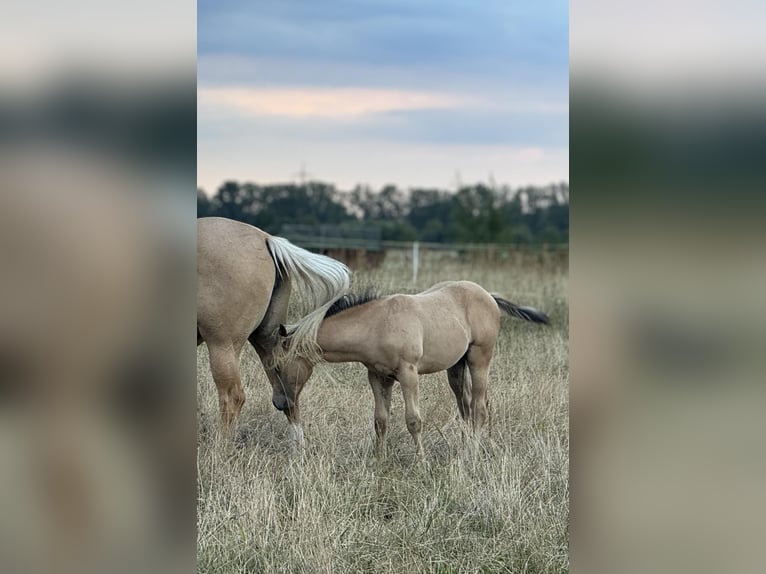 American Quarter Horse Stallion Foal (05/2024) 14,3 hh Palomino in Königswartha