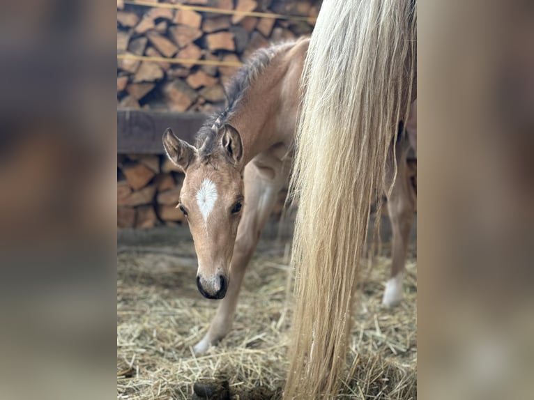 American Quarter Horse Stallion Foal (05/2024) 14,3 hh Palomino in Königswartha