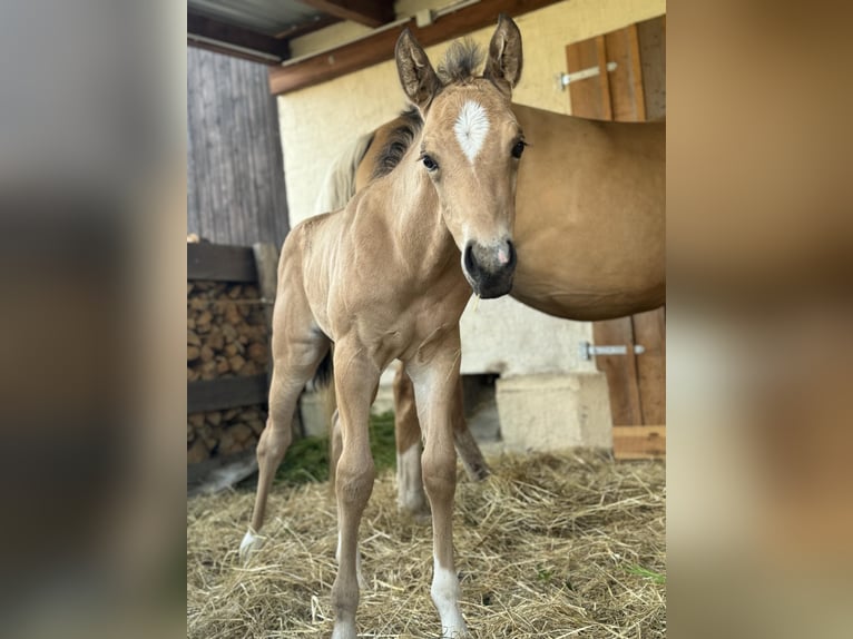 American Quarter Horse Stallion Foal (05/2024) 14,3 hh Palomino in Königswartha