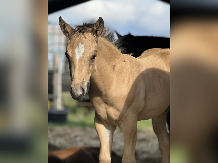 American Quarter Horse Stallion Foal (05/2024) 14,3 hh Palomino in Königswartha