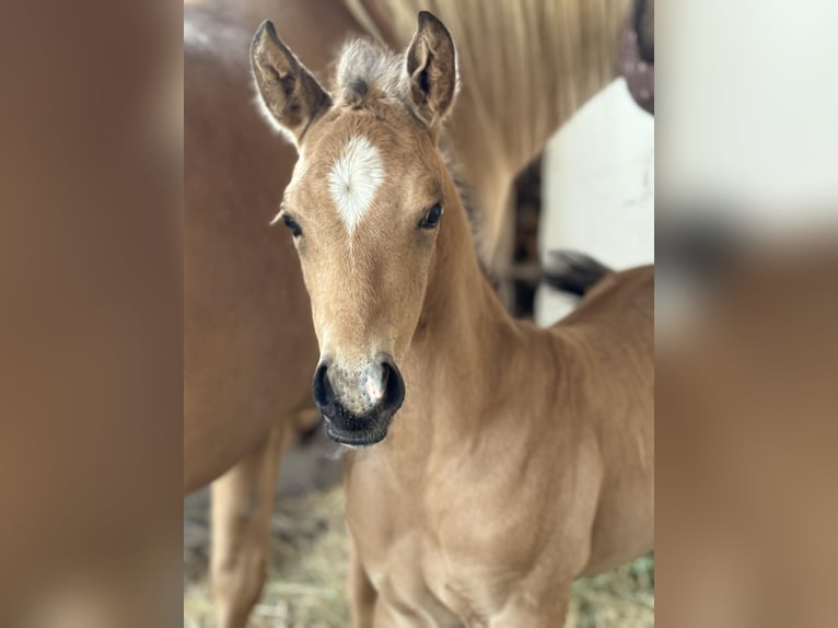 American Quarter Horse Stallion Foal (05/2024) 14,3 hh Palomino in Königswartha