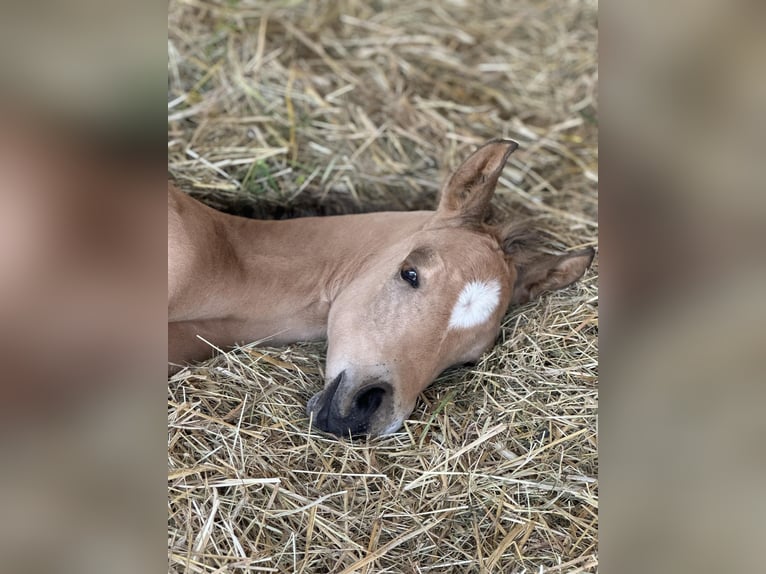 American Quarter Horse Stallion Foal (05/2024) 14,3 hh Palomino in Königswartha