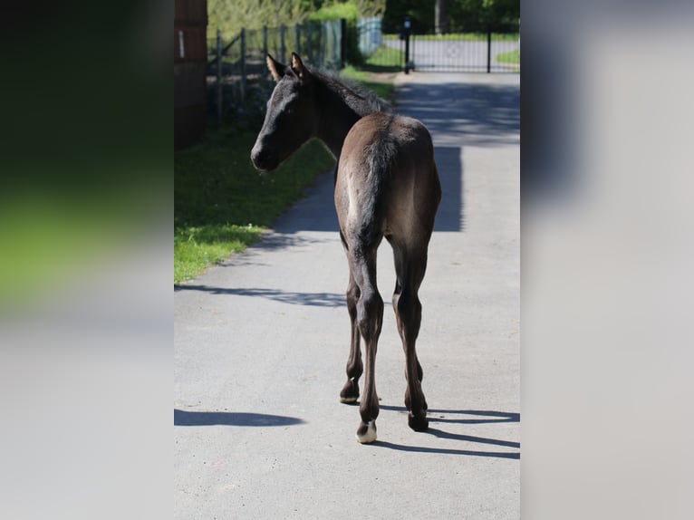 American Quarter Horse Stallion Foal (04/2024) 14,3 hh Roan-Blue in Falkensee