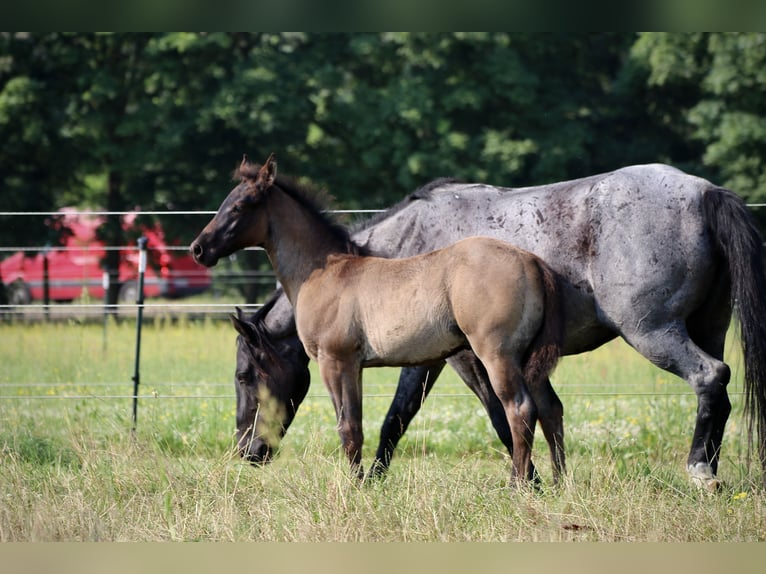 American Quarter Horse Stallion Foal (04/2024) 14,3 hh Roan-Blue in Falkensee