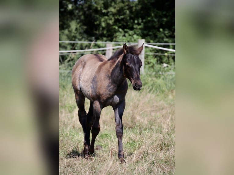 American Quarter Horse Stallion Foal (04/2024) 14,3 hh Roan-Blue in Falkensee