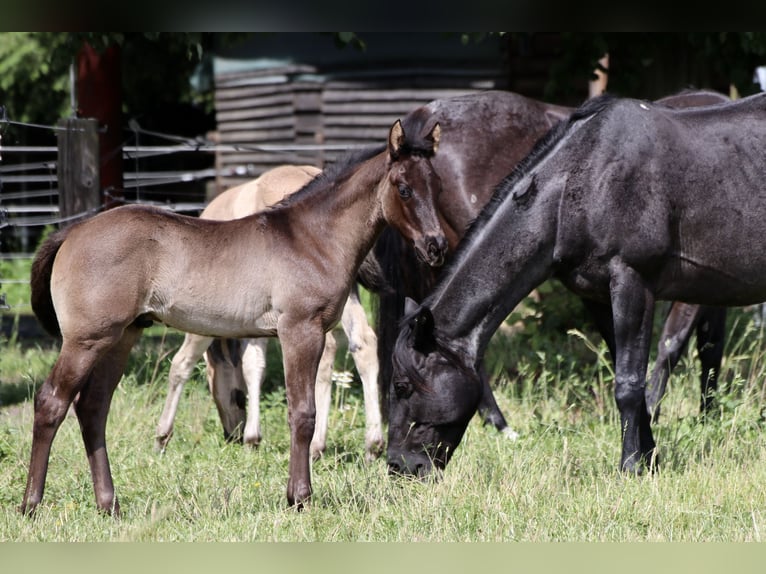 American Quarter Horse Stallion Foal (04/2024) 14,3 hh Roan-Blue in Falkensee