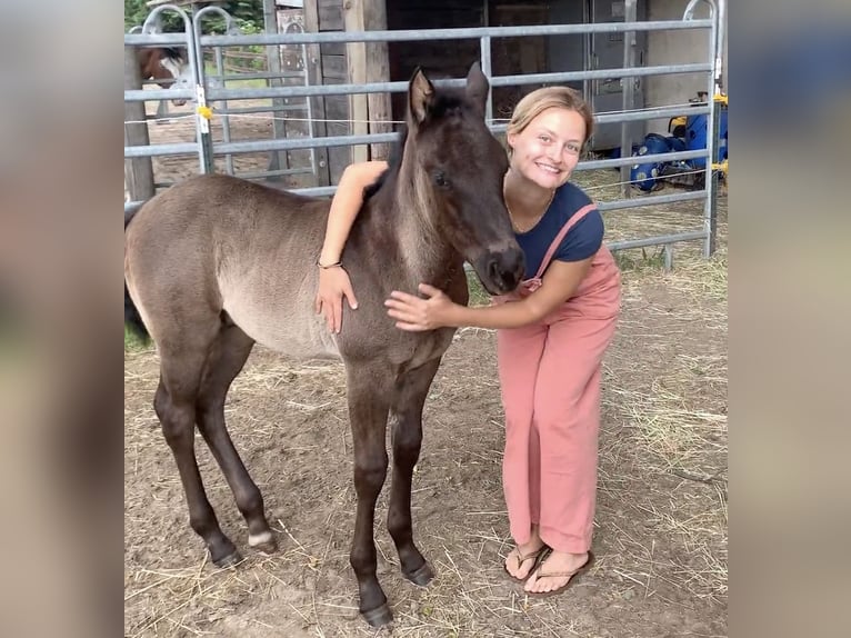 American Quarter Horse Stallion Foal (04/2024) 14,3 hh Roan-Blue in Falkensee