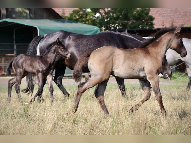 American Quarter Horse Stallion Foal (04/2024) 14,3 hh Roan-Blue in Falkensee