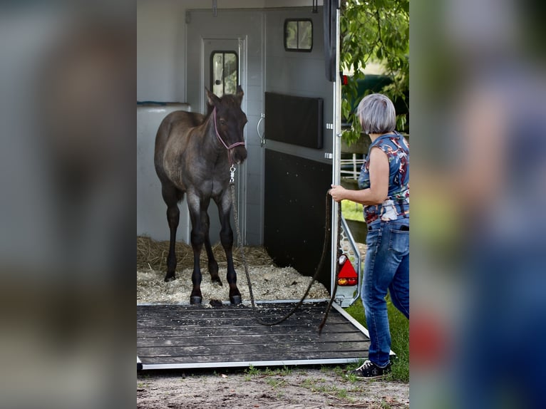 American Quarter Horse Stallion Foal (04/2024) 14,3 hh Roan-Blue in Falkensee