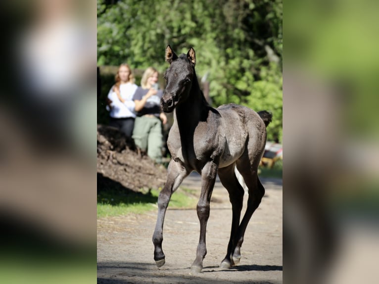 American Quarter Horse Stallion Foal (04/2024) 14,3 hh Roan-Blue in Falkensee