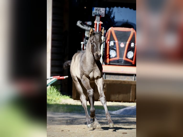 American Quarter Horse Stallion Foal (04/2024) 14,3 hh Roan-Blue in Falkensee