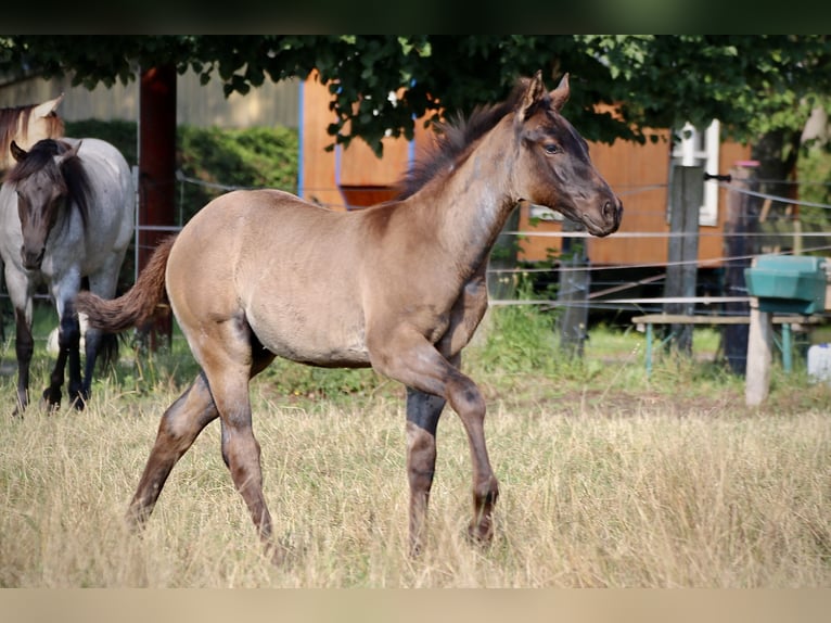 American Quarter Horse Stallion Foal (04/2024) 14,3 hh Roan-Blue in Falkensee