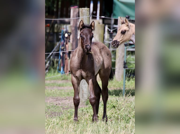 American Quarter Horse Stallion Foal (04/2024) 14,3 hh Roan-Blue in Falkensee