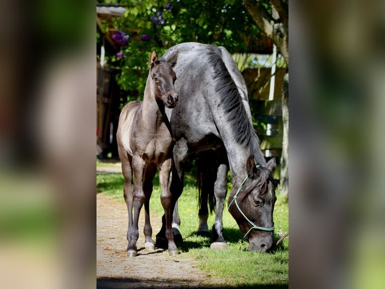 American Quarter Horse Stallion Foal (04/2024) 14,3 hh Roan-Blue in Falkensee