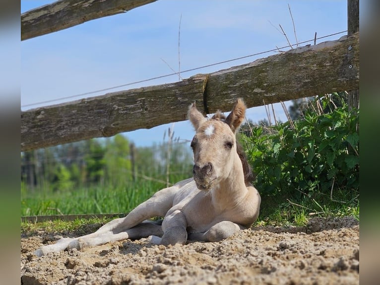 American Quarter Horse Stallion  14,1 hh Buckskin in Halfing