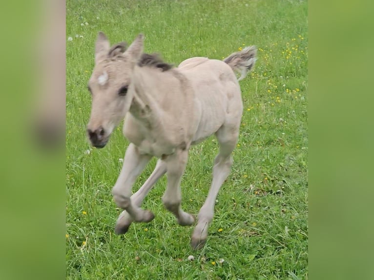American Quarter Horse Stallion  14,1 hh Buckskin in Halfing