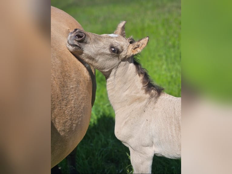 American Quarter Horse Stallion  14,1 hh Buckskin in Halfing