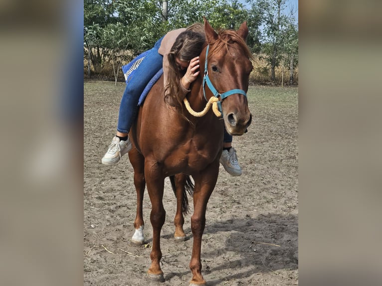 American Quarter Horse Stallion Foal (04/2025) 14,1 hh Red Dun in Akaszt&#xF3;