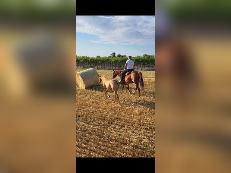 American Quarter Horse Stallion Foal (04/2025) 14,1 hh Red Dun in Akaszt&#xF3;