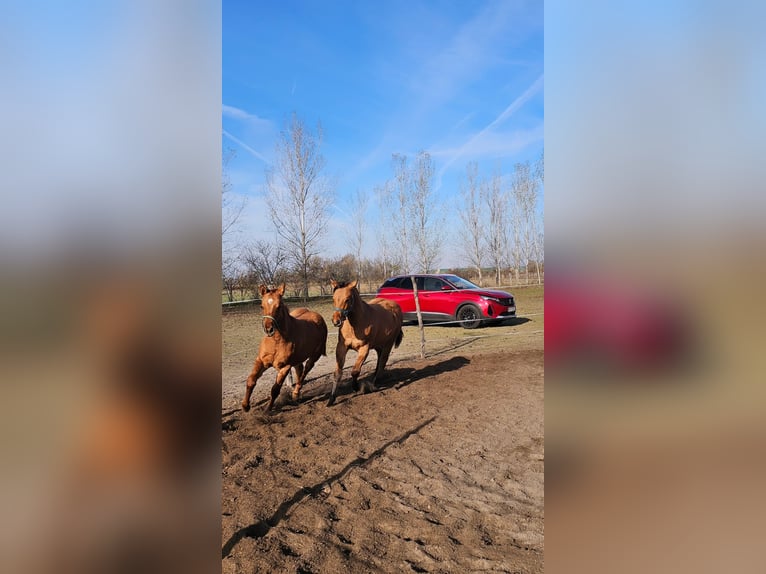 American Quarter Horse Stallion Foal (04/2025) 14,1 hh Red Dun in Akaszt&#xF3;