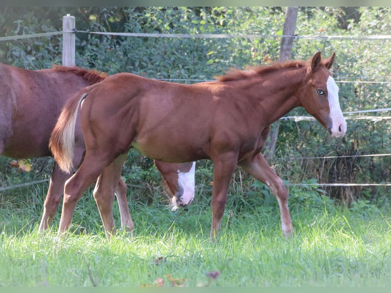 American Quarter Horse Stallion Foal (05/2025) 14,1 hh Roan-Red in Rochau