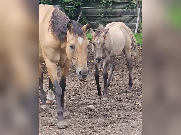 American Quarter Horse Stallion Foal (04/2025) 14,1 hh in Halfing