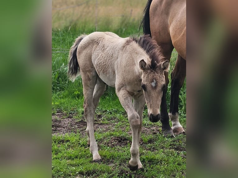 American Quarter Horse Stallion  14,1 hh in Halfing