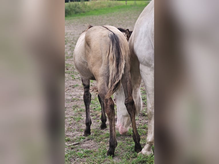American Quarter Horse Stallion Foal (04/2025) 14,1 hh in Halfing